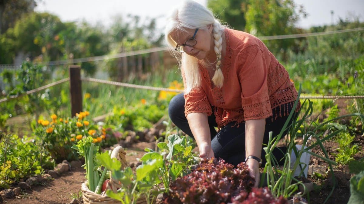 Senior woman tending to vegetable garden in Portugal, showcasing autumn harvest.