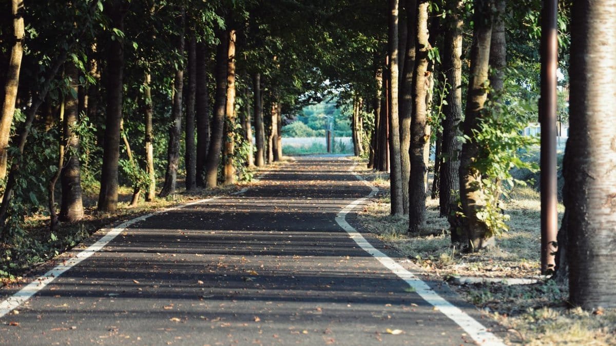 Peaceful asphalt path enveloped by trees, showcasing summer's lush foliage.