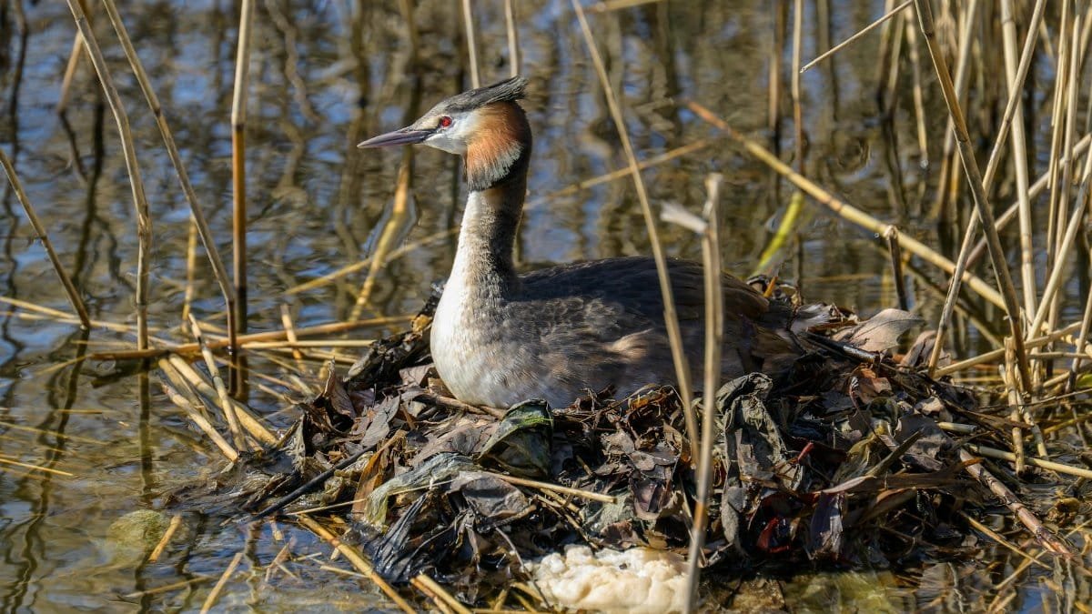 Close-up of a great crested grebe (Podiceps cristatus) nesting among reeds in a tranquil lake.