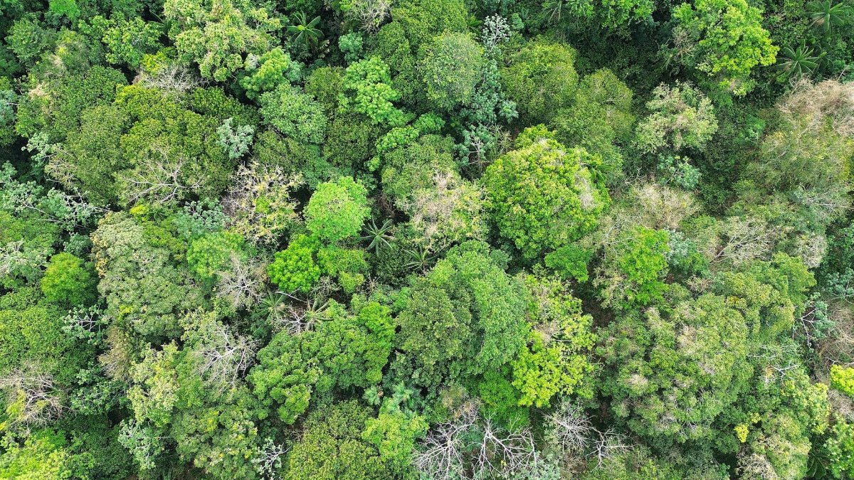 A stunning aerial view of a vibrant tropical forest in Trinidad and Tobago.