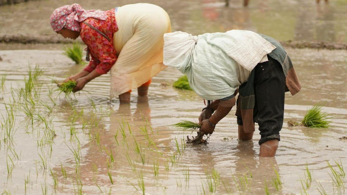 Farmers planting rice in Bagmati Province, Nepal. Showcasing traditional agriculture.