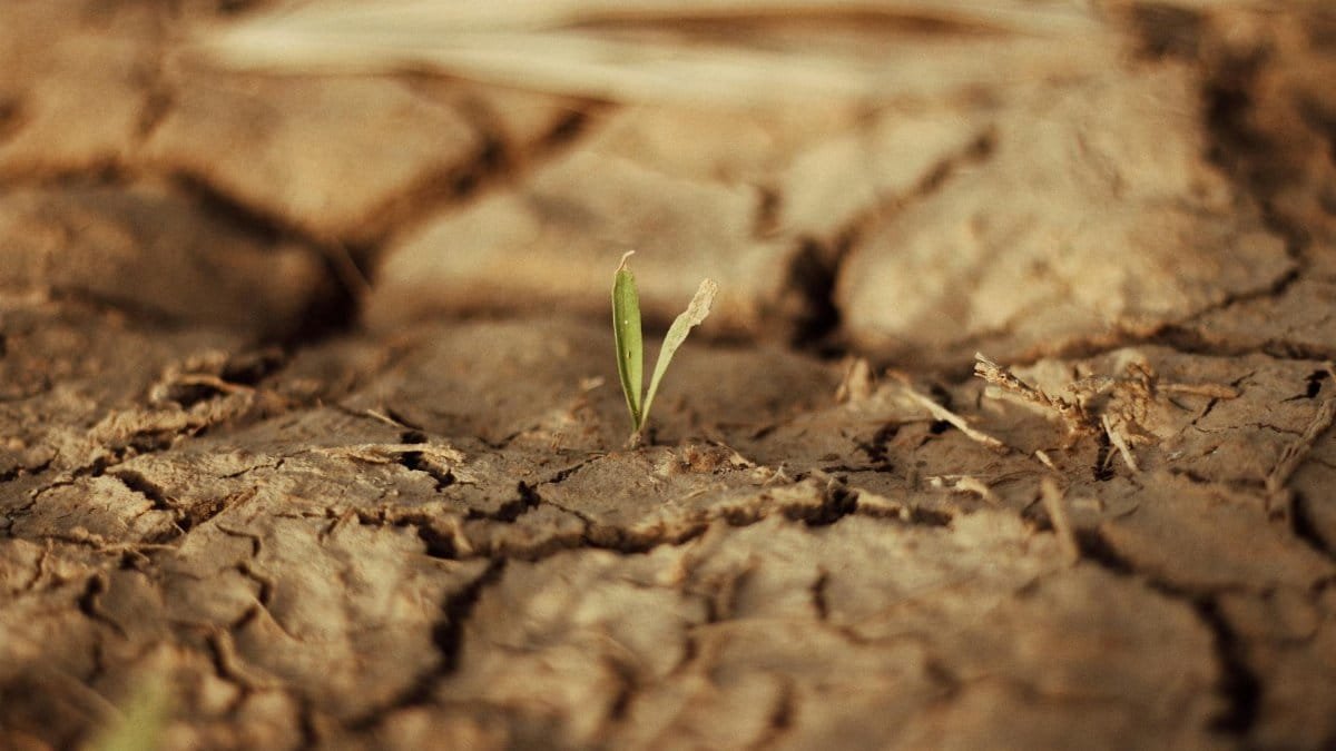 A lone green sprout growing through dry, cracked soil symbolizing hope and resilience.