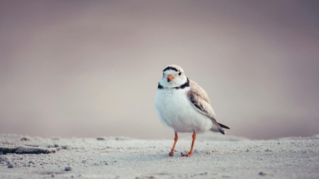 A solitary Piping Plover stands on a sandy beach, captured in soft, natural light.