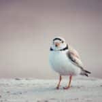 A solitary Piping Plover stands on a sandy beach, captured in soft, natural light.