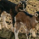 Adorable baby goats playing together on a sunny farm day.