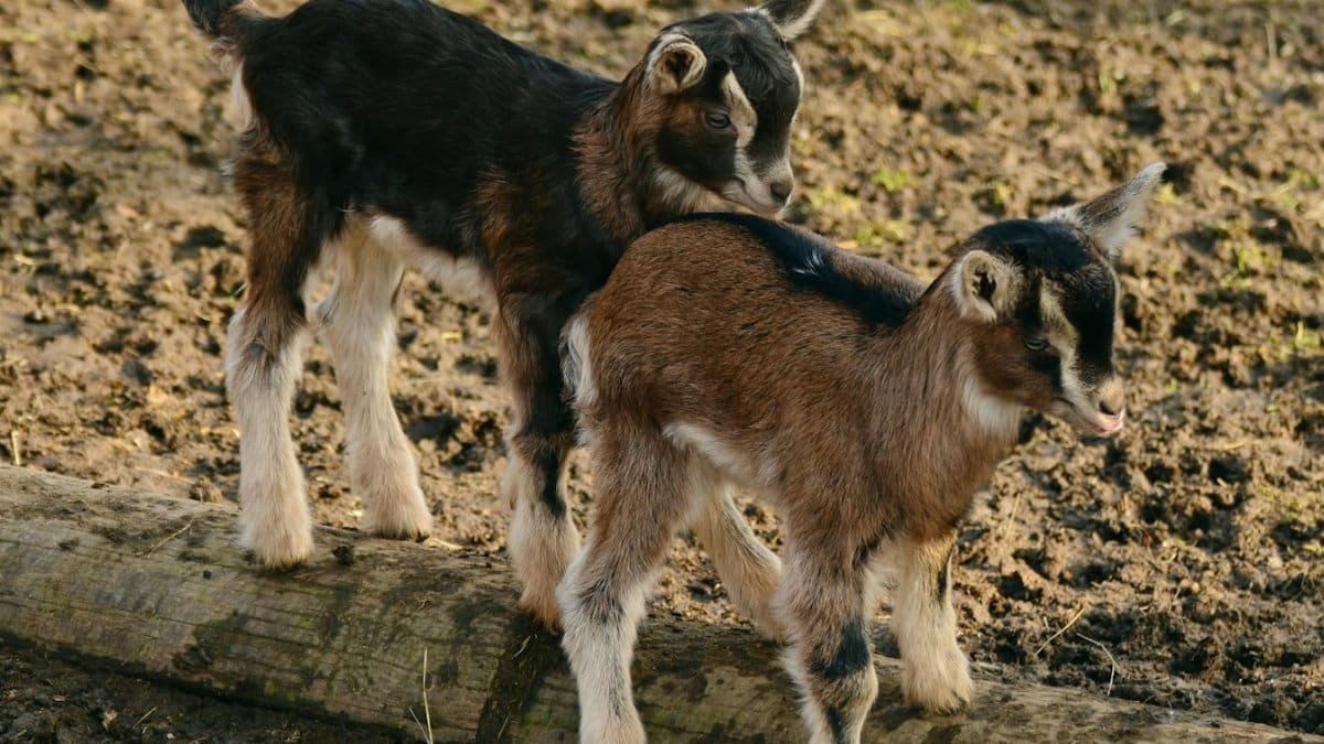Adorable baby goats playing together on a sunny farm day.