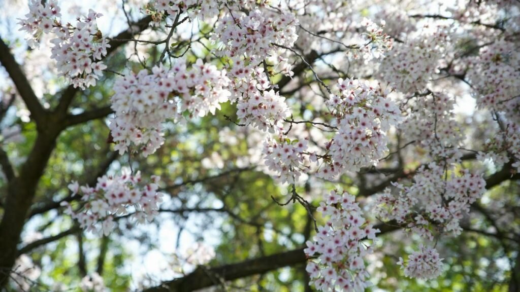Delicate cherry blossoms in full bloom, capturing the essence of early spring.
