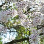 Delicate cherry blossoms in full bloom, capturing the essence of early spring.