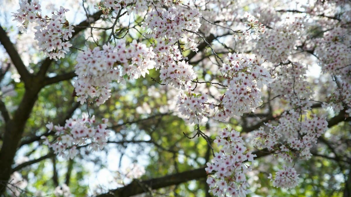 Delicate cherry blossoms in full bloom, capturing the essence of early spring.