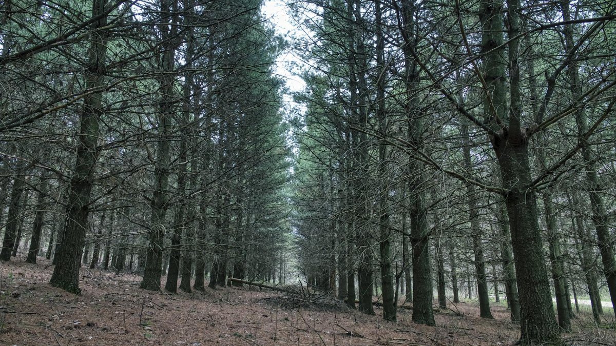 Explore a tranquil pine tree forest pathway in Minnesota, surrounded by dense green foliage.