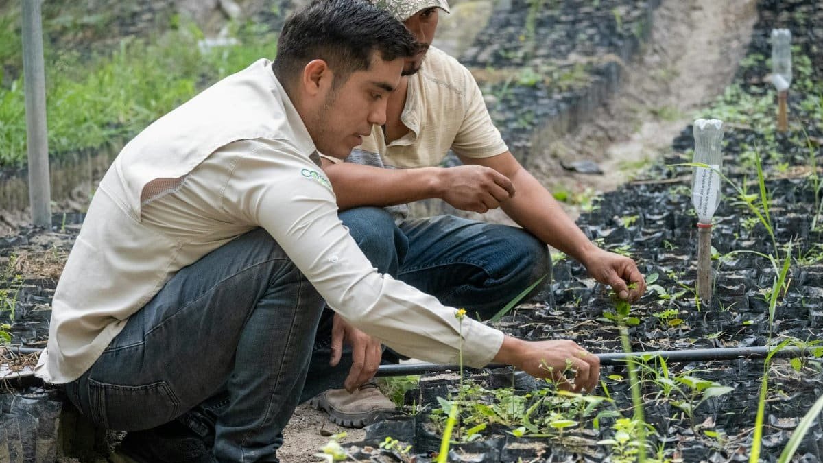 Two farmers carefully tend young plants in a nursery, promoting sustainable agriculture.