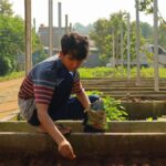 A young man planting seeds in a sunny community garden in Jawa Barat, Indonesia.