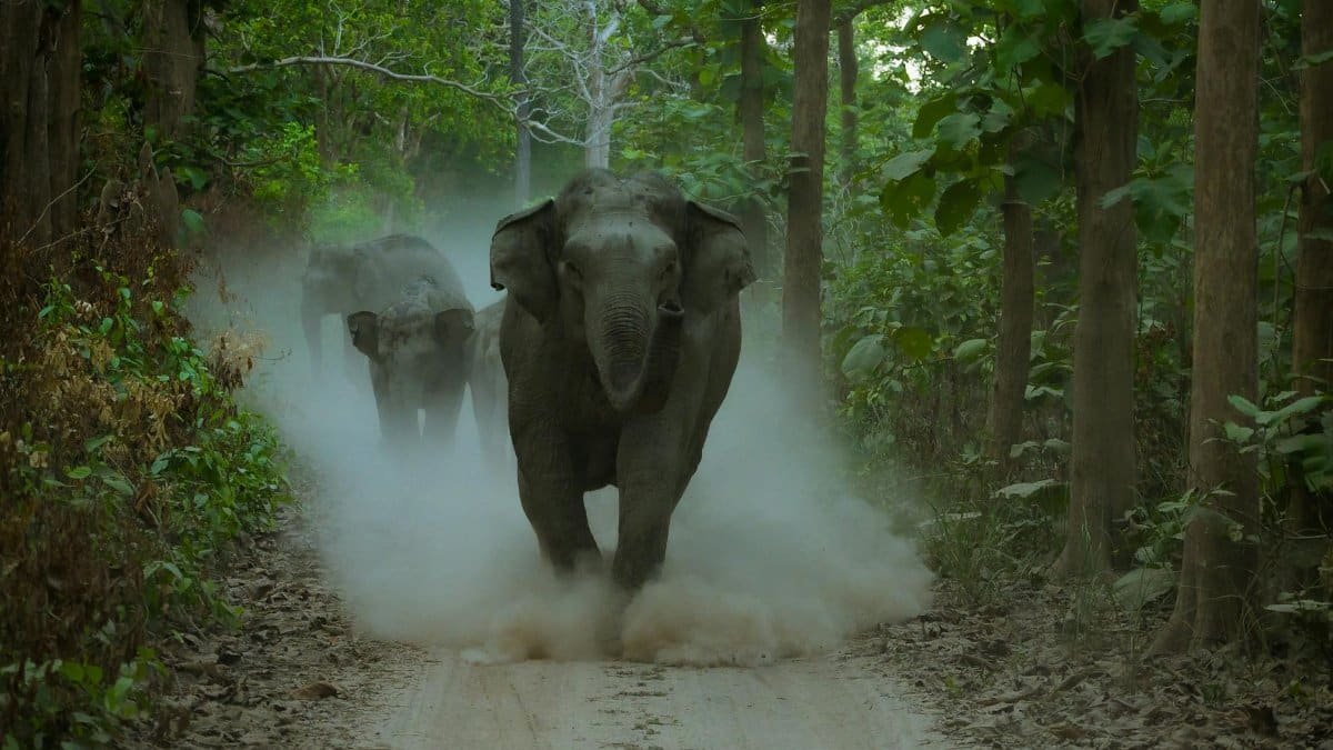 Asian elephants running through a dust trail in a dense forest, capturing their majestic movement and natural habitat.