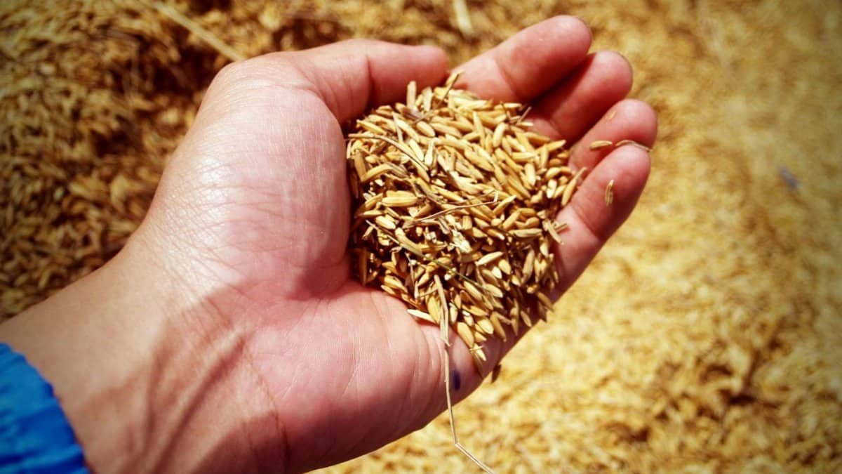 A close-up of a hand holding ripe rice grains in a sunny agricultural field.