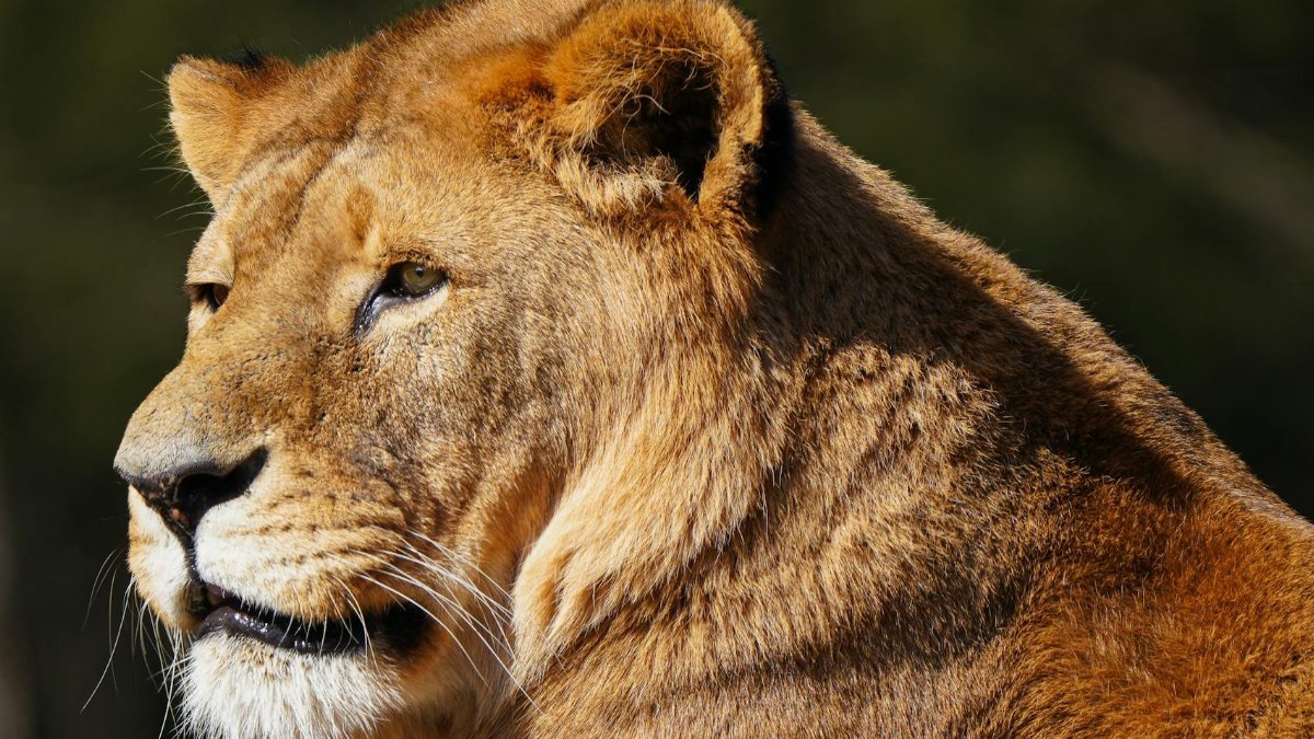 Close-up portrait of a lion with majestic mane in natural setting, showcasing wildlife beauty.
