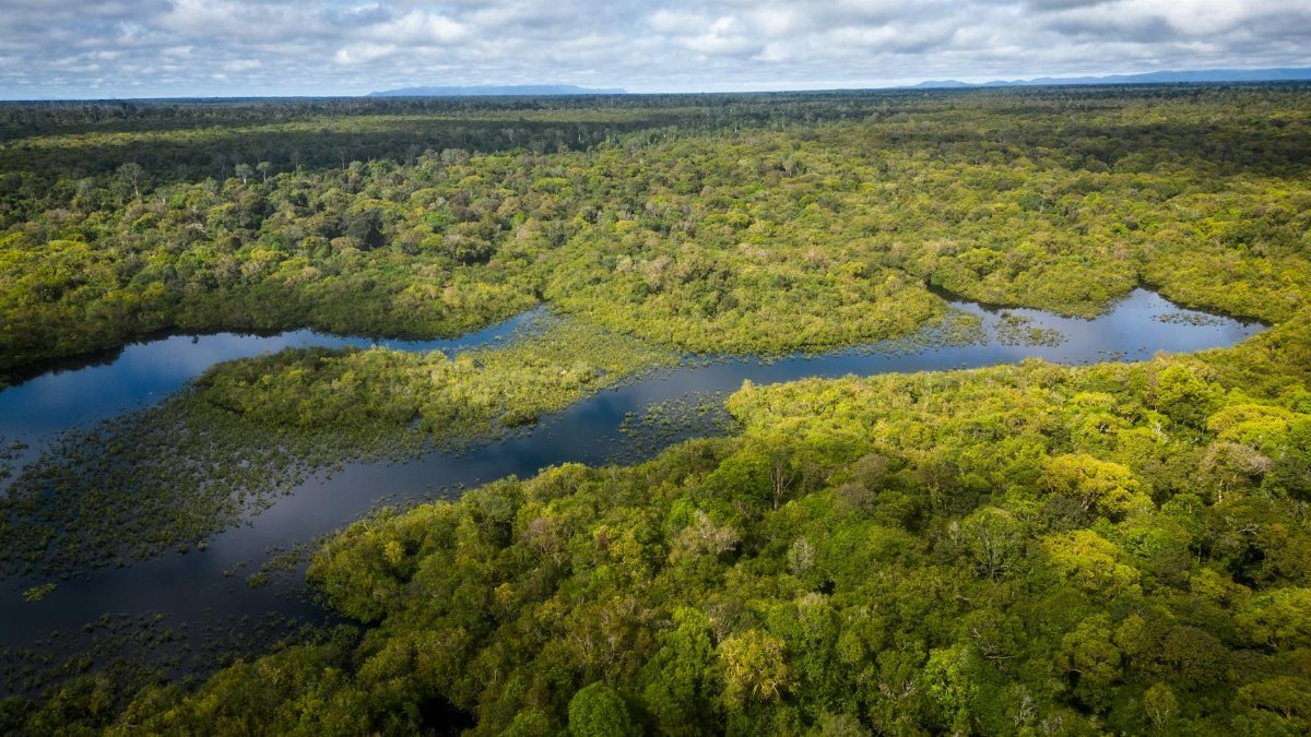 Stunning aerial view of lush forests and waterways in Central Kalimantan, Indonesia.