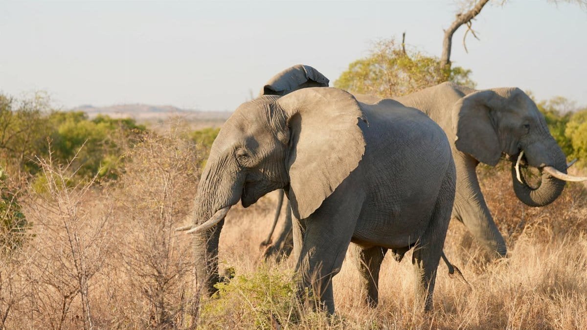 Two African elephants peacefully graze in the South African bushveld on a sunny day.