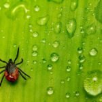 Close-up of an Ixodes tick on a dew-covered green leaf, showcasing intricate details and water droplets.