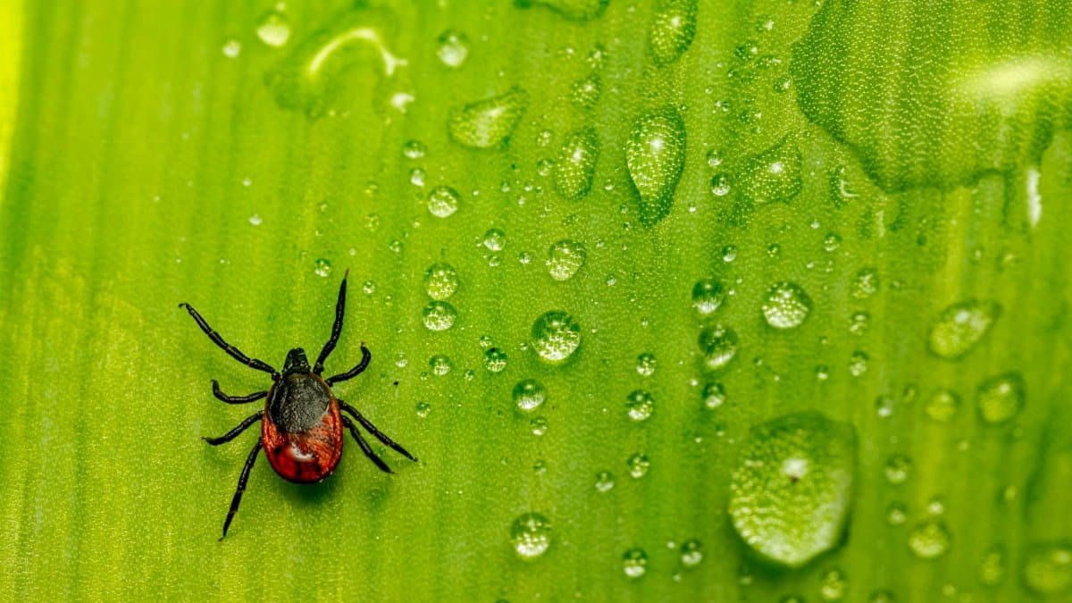 Close-up of an Ixodes tick on a dew-covered green leaf, showcasing intricate details and water droplets.