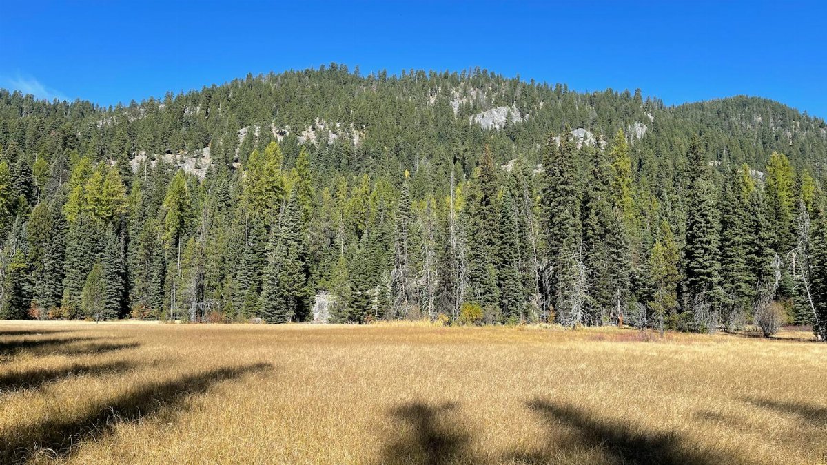 Expansive field with lush green pine forest under a blue sky in McCall, Idaho.