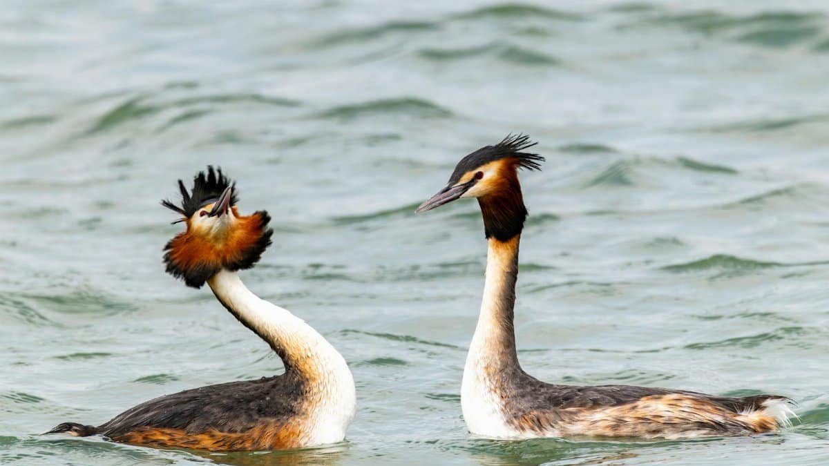 Two Great Crested Grebes in water showing courtship behavior.