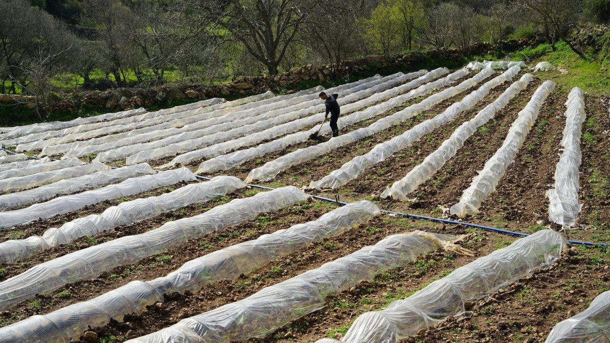 A farmer tending to crops under plastic covers on a sunny day in a rural setting.