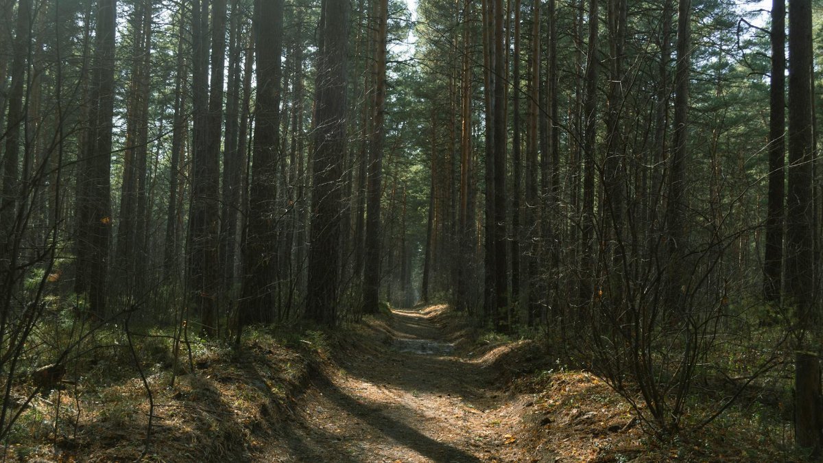 Peaceful path through sunlit pine forest, casting long shadows in spring.