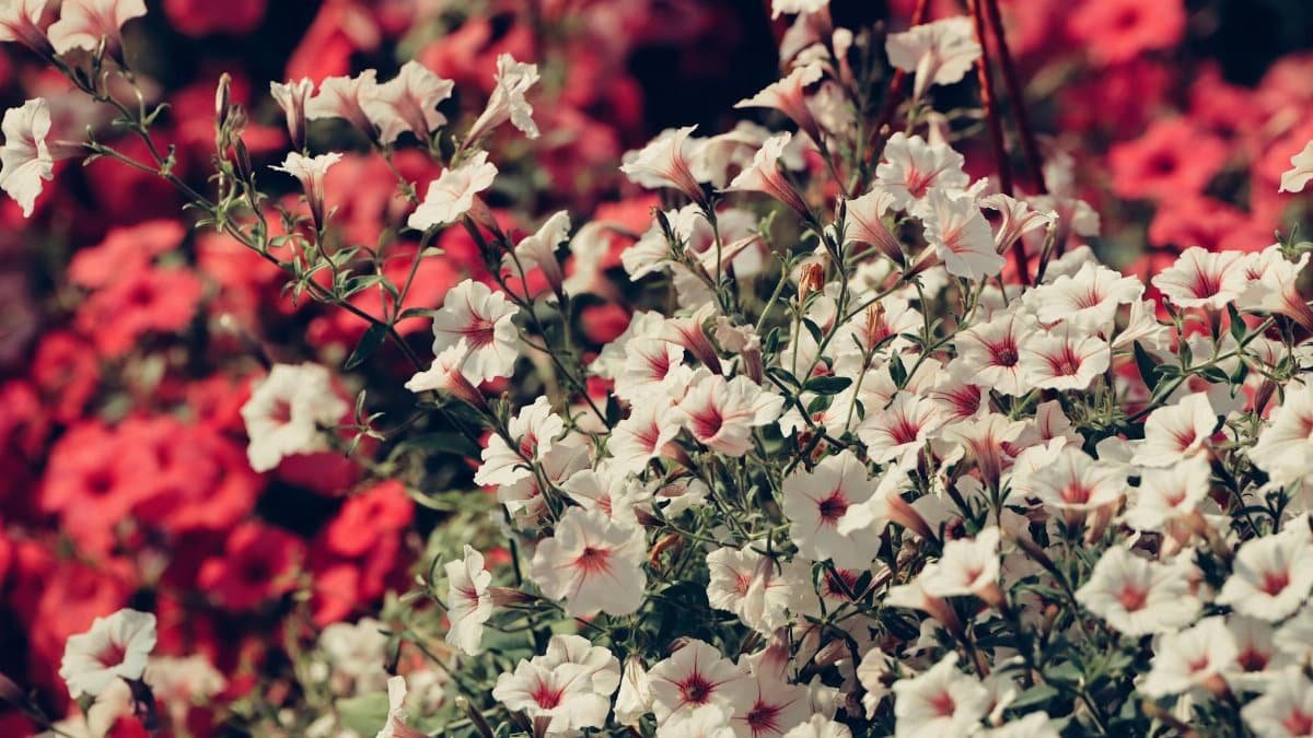 Beautiful close-up of assorted flowers in a Latvian summer garden, showcasing vibrant blooms.