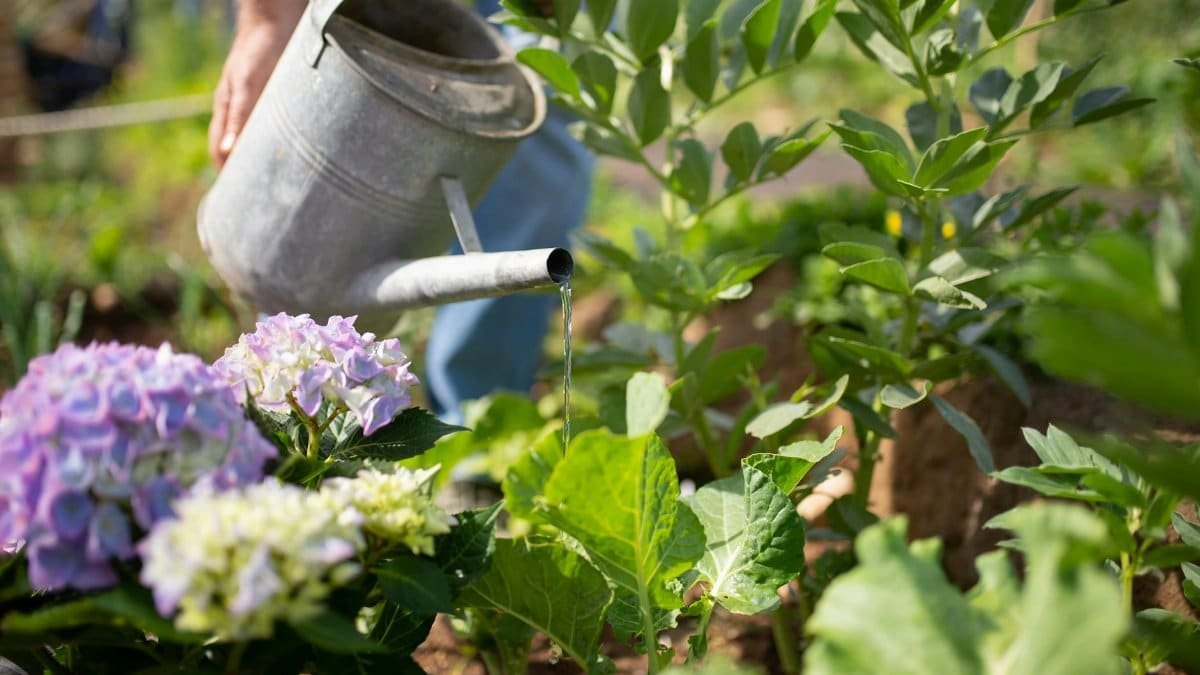 Gardener tending vibrant plants with watering can in sunny Portugal garden.