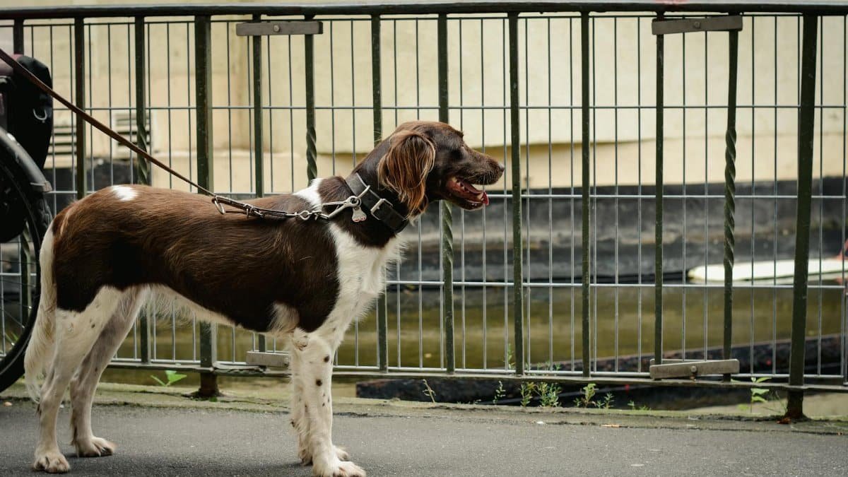 Small Münsterländer dog on a leash standing outdoors near a fence. Calm and attentive.