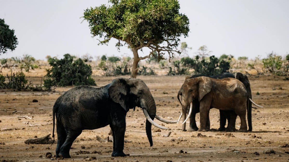 Two African elephants with long tusks in the savanna, showcasing wildlife in natural habitat.