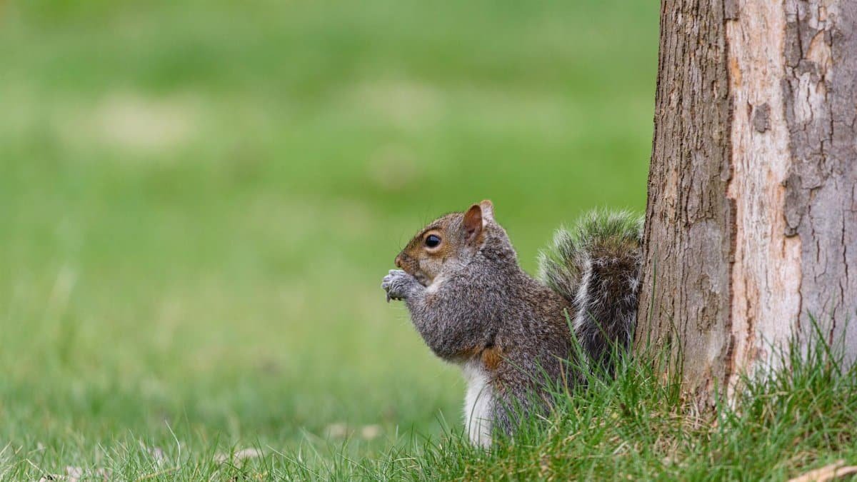 A curious gray squirrel nibbling near a tree trunk in a Pittsburgh park.