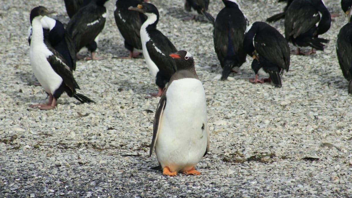 A Gentoo penguin stands amid a group of cormorants on a rocky shore.