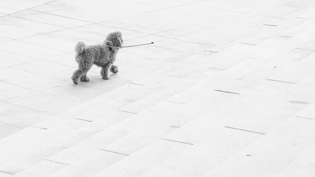 A lone poodle on a leash strolls across clean, geometric stone steps outdoors.