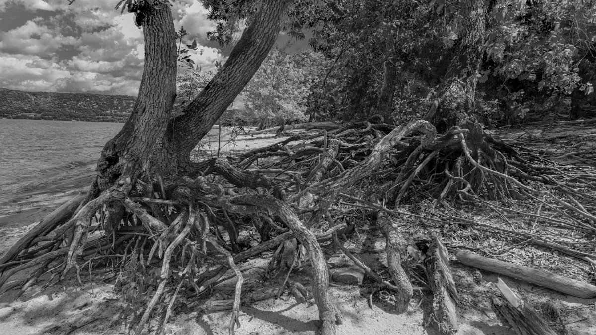 A dramatic black and white image highlighting tangled tree roots on a sandy beach.