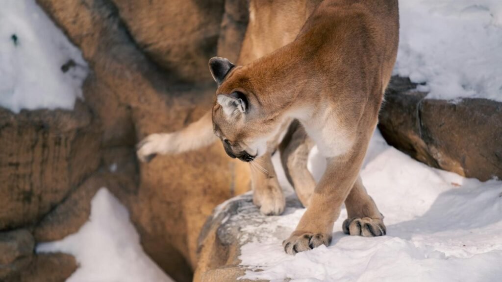Close-up of a majestic cougar walking through a snowy rocky landscape.