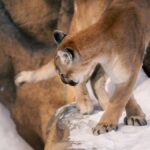 Close-up of a majestic cougar walking through a snowy rocky landscape.