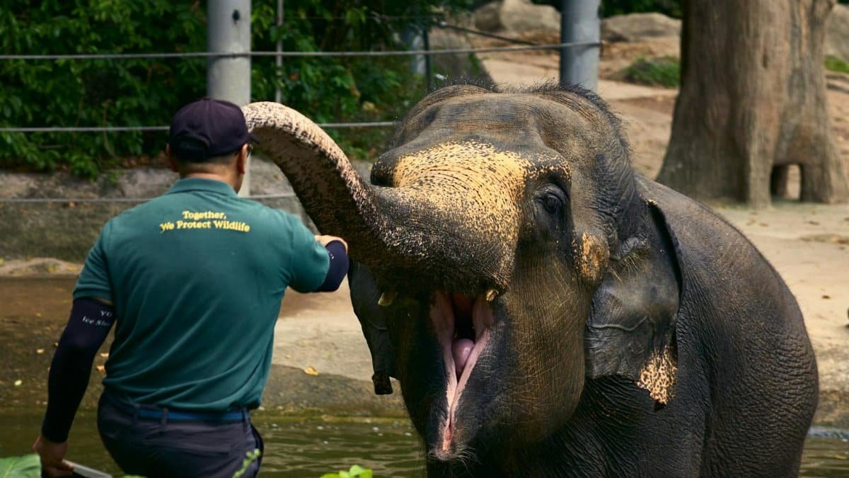 A zookeeper interacts with an Asian elephant in a zoo setting, promoting wildlife conservation.