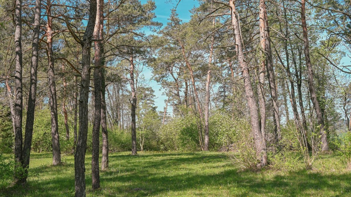 A tranquil summer forest with tall trees and vibrant greenery under a clear blue sky.