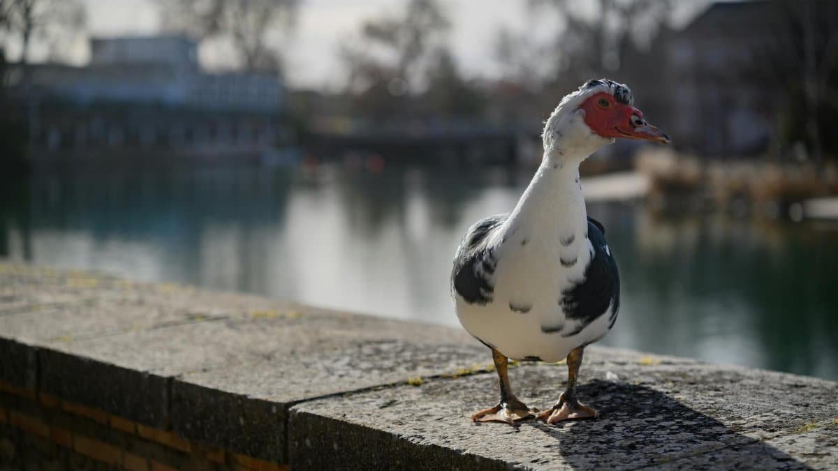 Muscovy duck standing on stone ledge by a peaceful lake in Valdemoro, Spain.