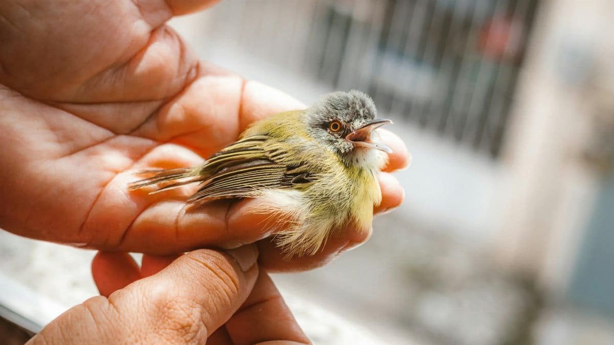 A delicate bird resting in human hands, showcasing care and gentleness.
