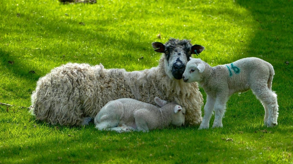 A serene scene of a mother sheep and her lambs on a sunny day in Scotton, England.
