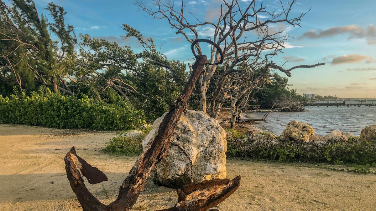 A rusty anchor sits by the shore with bare trees and rocks in Islamorada, FL.
