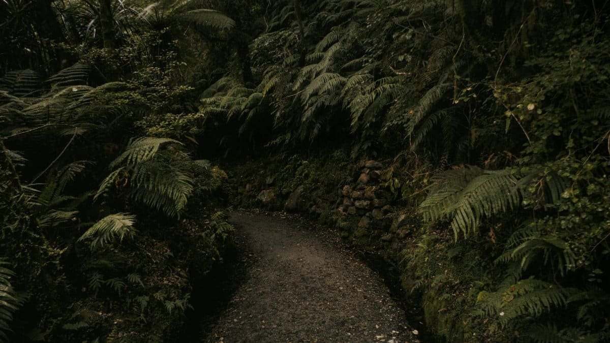 Tranquil forest path surrounded by dense ferns in New Zealand, capturing vibrant greenery and natural serenity.