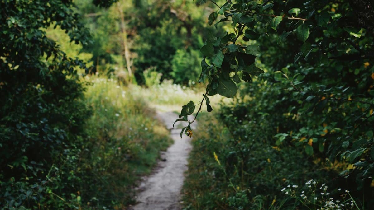 A tranquil forest path surrounded by lush greenery captures the essence of summer nature.