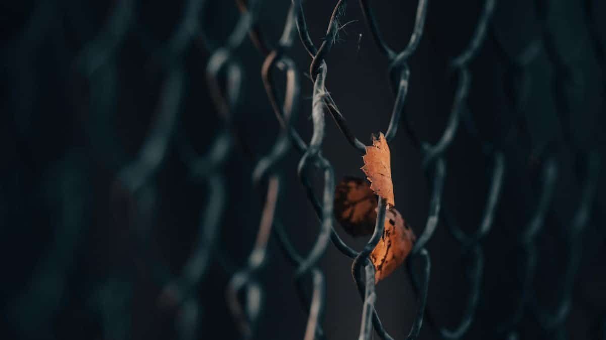 A dried maple leaf caught in a metal chain link fence, symbolizing autumn's transition.