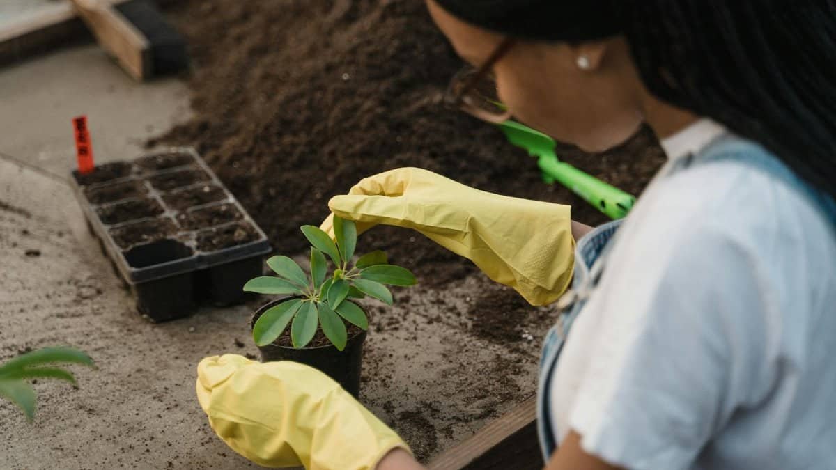 Black woman gardening indoors, tending to plants with yellow gloves, showcasing horticultural care.