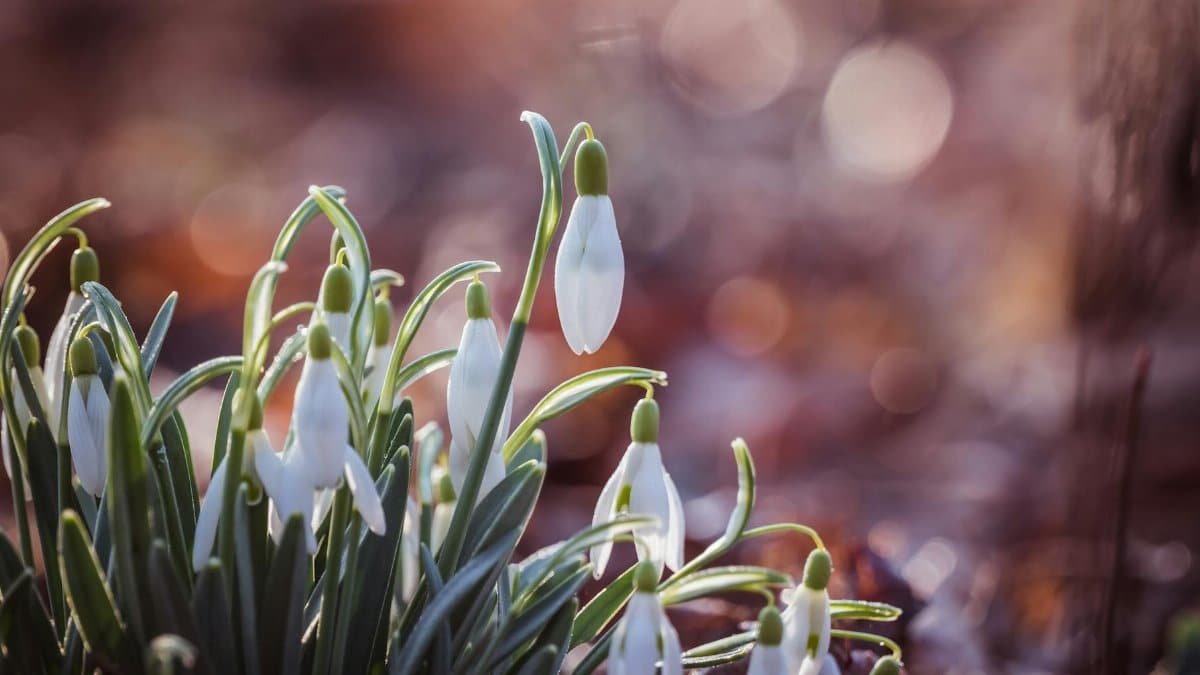 Close-up of delicate snowdrop flowers blooming in springtime, symbolizing renewal and new beginnings.