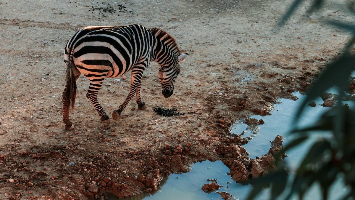 A zebra by a waterhole on dry ground, showcasing natural wildlife scenery.