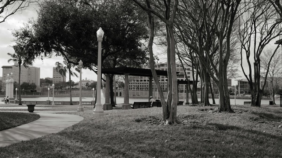 Serene black and white urban park scene with trees and benches, perfect for relaxation.